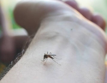 OMS advierte sobre los peligros que suponen los mosquitos debido a las enfermedades que transmiten
