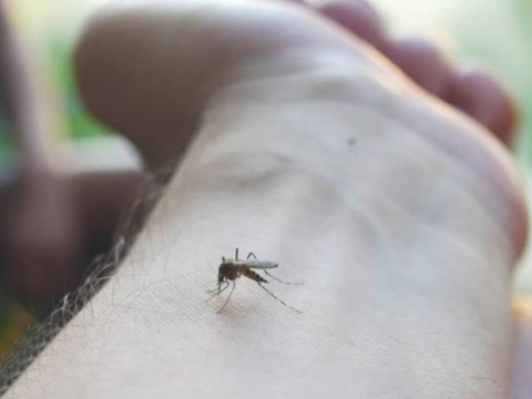 La OMS advierte del impacto en la salud mental de las Enfermedades Tropicales Desatendidas