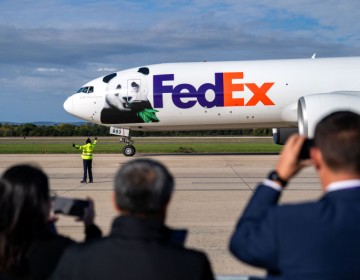 Los osos panda Bao Li y Qing Bao llegan a EEUU desde China