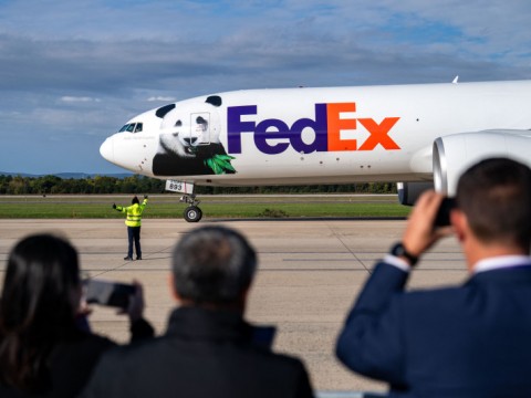 Los osos panda Bao Li y Qing Bao llegan a EEUU desde China