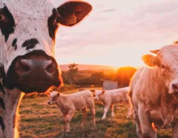 Pandemia del COVID-19 provoca alza en precios de la leche 
