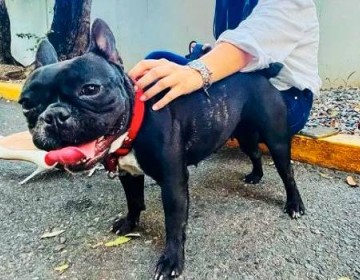 Hombre que golpe&oacute; a Trufa deber&aacute; pagar multa de 300 mil pesos