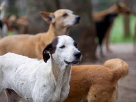 Construir&aacute;n Primer Albergue Modelo Estatal para perros en Pedro Brand