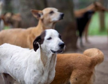 Construir&aacute;n Primer Albergue Modelo Estatal para perros en Pedro Brand