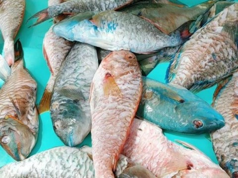 Pescadores con el grito al cielo por extensi&oacute;n de veda del pez loro