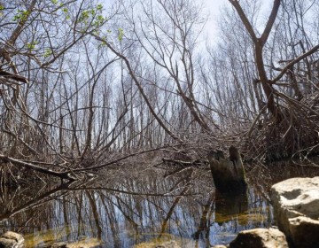 T&eacute;cnicos de Medio Ambiente piden declarar de emergencia manglares afectados en Saman&aacute;