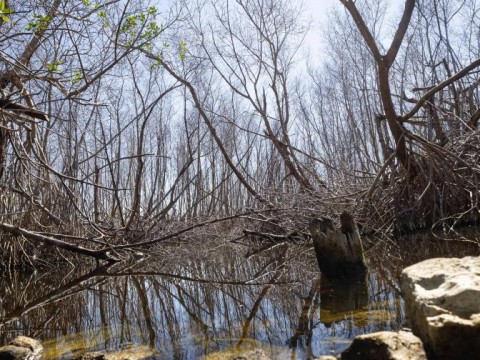 T&eacute;cnicos de Medio Ambiente piden declarar de emergencia manglares afectados en Saman&aacute;