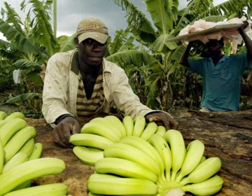 El plan migratorio pone en riesgo a los sectores de arroz y bananos
