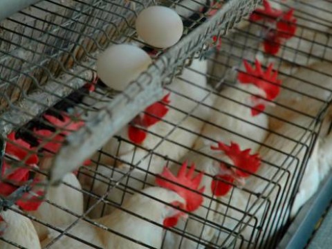 Precios del Arroz, huevos y otros productos de la canasta b&aacute;sica familiar 