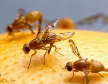 El Ministerio de Agricultura informa que la mosca del Mediterr&aacute;neo ya est&aacute; erradicada