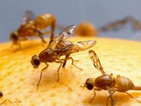 El Ministerio de Agricultura informa que la mosca del Mediterr&aacute;neo ya est&aacute; erradicada
