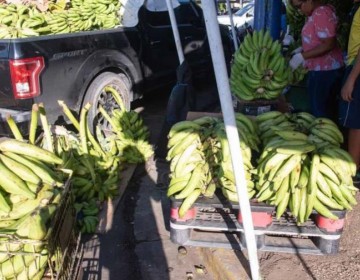 Presidente Abinader crea Comisi&oacute;n Dominicana del Pl&aacute;tano (CODOPLATANO)