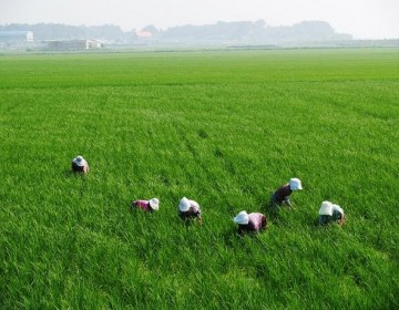Pandemia del COVID-19 provoca reducci&oacute;n en la produccion agr&iacute;cola en m&aacute;s de 50%  