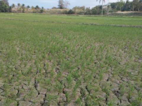 Prohiben siembra de arroz en la regi&oacute;n norte por la sequ&iacute;a