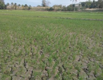 Prohiben siembra de arroz en la regi&oacute;n norte por la sequ&iacute;a