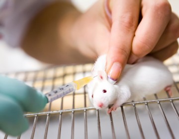 Un tratamiento que genera nuevas neuronas termina con el p&aacute;rkinson en ratones