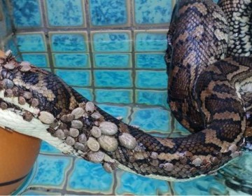 Rescatan una pit&oacute;n con 500 garrapatas en una piscina de Australia