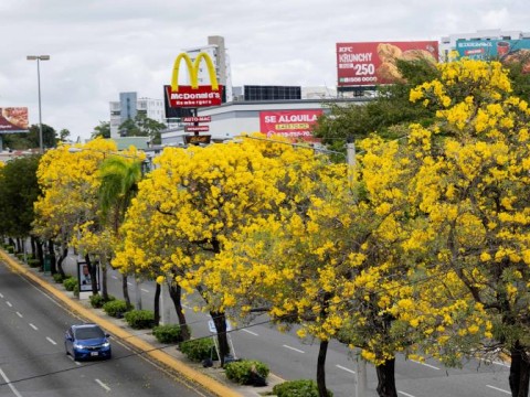 Vuelven a colorear la ciudad los robles amarillos