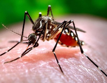 Santiago es provincia con mayor cantidad de casos de dengue este a&ntilde;o