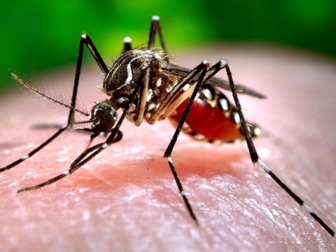 Santiago es provincia con mayor cantidad de casos de dengue este a&ntilde;o