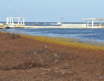 Rep&uacute;blica Dominicana liderar&aacute; di&aacute;logo en busca del aprovechamiento del sargazo