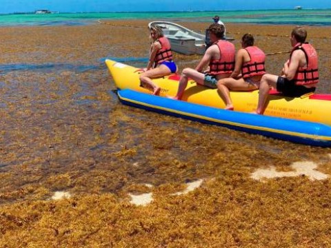 El Sargazo en playas del Este da&ntilde;a el turismo