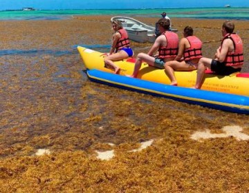 El Sargazo en playas del Este da&ntilde;a el turismo