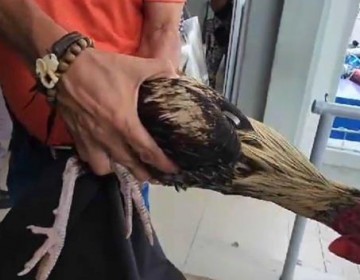 Se entrega hombre buscado por robo de gallos en casa de la gobernadora de Espaillat