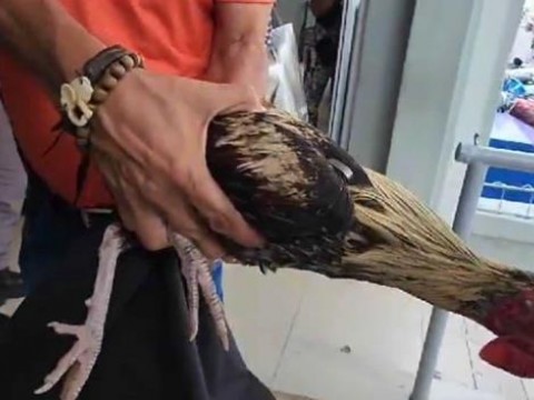 Se entrega hombre buscado por robo de gallos en casa de la gobernadora de Espaillat
