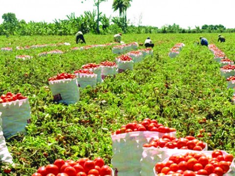 Sector agr&iacute;cola registra &ldquo;estr&eacute;s h&iacute;drico&rdquo; en frontera