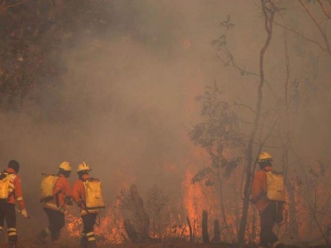La ONU acuerda negociar un protocolo espec&iacute;fico contra los delitos ambientales