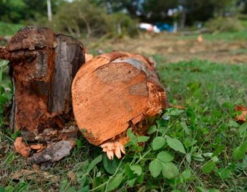 Ayuntamiento de Pu&ntilde;al corta decenas de &aacute;rboles de caoba pr&oacute;ximo a la autopista Duarte