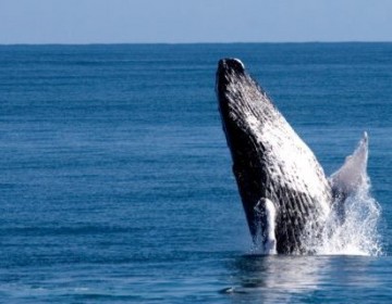 Temporada de Observación de Ballenas inicia el 15 de enero