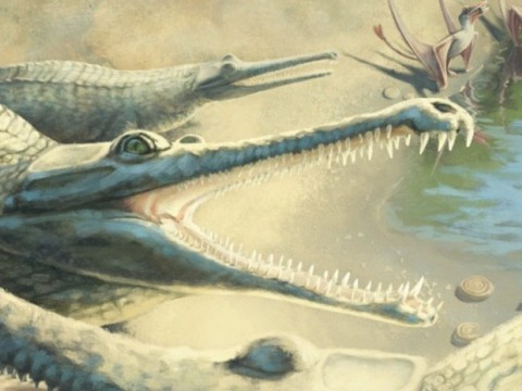 Un prehist&oacute;rico cocodrilo es identificado 250 a&ntilde;os despu&eacute;s del hallazgo de sus f&oacute;siles