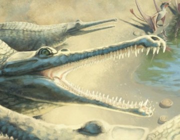 Un prehist&oacute;rico cocodrilo es identificado 250 a&ntilde;os despu&eacute;s del hallazgo de sus f&oacute;siles