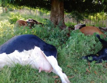 Al menos 17 reses muertas al ser impactadas por un rayo en Loma de Cabrera