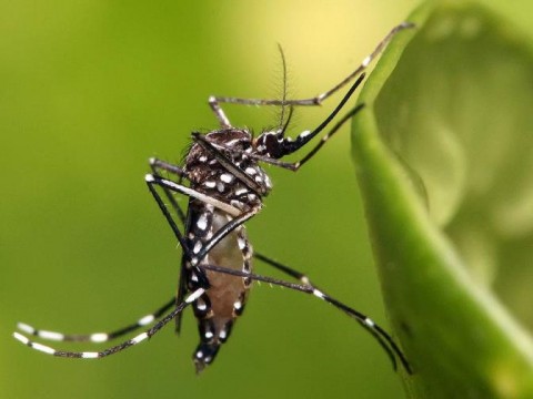 Dos menores que presentaban s&iacute;ntomas de dengue mueren en Santiago y SFM
