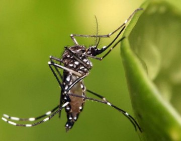 Dos menores que presentaban s&iacute;ntomas de dengue mueren en Santiago y SFM