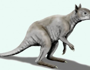 Descubren un v&iacute;nculo &uacute;nico entre los pandas modernos y unos canguros prehist&oacute;ricos de la Edad del Hielo