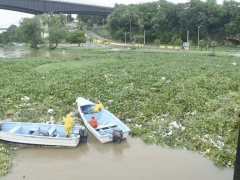 Vuelven a cerrar el puente Flotante por acumulaci&oacute;n de lilas