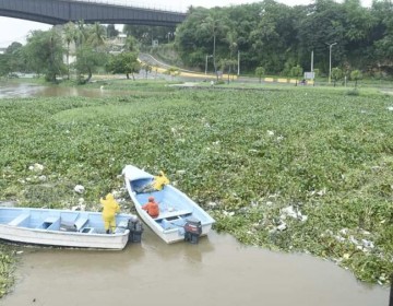 Vuelven a cerrar el puente Flotante por acumulaci&oacute;n de lilas