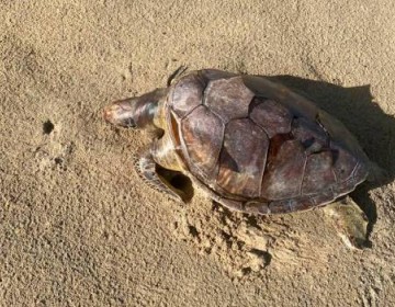 Redes pesqueras provocan muertes de tortugas en Miches