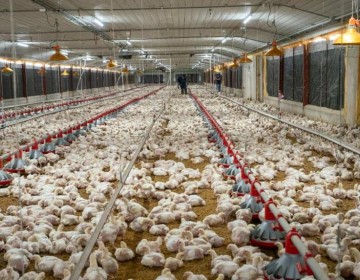 Gobierno anuncia venta de pollo entero a RD$150 a partir de este lunes