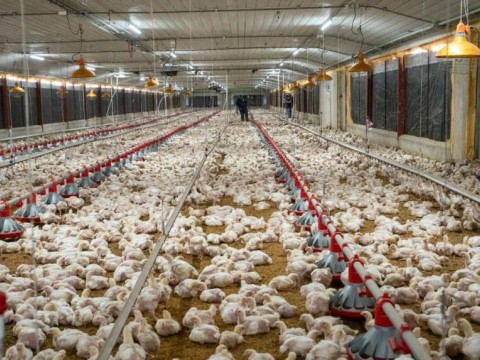 Gobierno anuncia venta de pollo entero a RD$150 a partir de este lunes