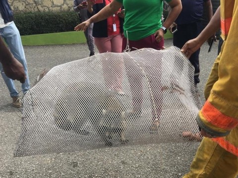 Zool&oacute;gico revela nombre que le puso al mapache y dice que est&aacute; bien, &ldquo;pese a la odisea que vivi&oacute;&rdquo;