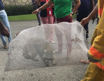 Zool&oacute;gico revela nombre que le puso al mapache y dice que est&aacute; bien, &ldquo;pese a la odisea que vivi&oacute;&rdquo;