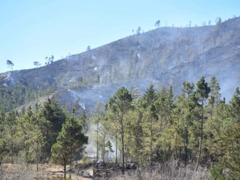Academia de Ciencias estima tardar&aacute; de 15 a 30 a&ntilde;os recuperar bosque de Valle Nuevo