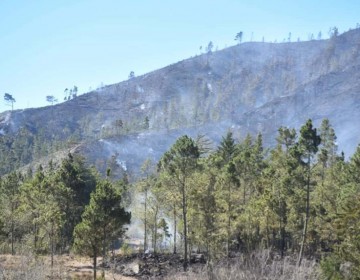 Academia de Ciencias estima tardar&aacute; de 15 a 30 a&ntilde;os recuperar bosque de Valle Nuevo