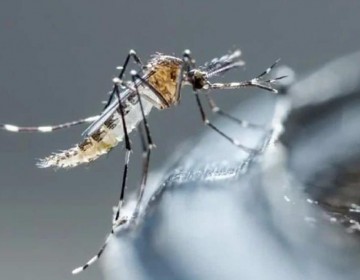 OMS alerta de aumento de mosquitos que transmiten dengue en Europa y Cono Sur