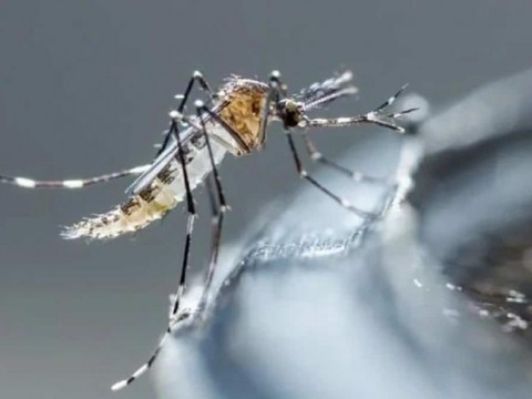 OMS alerta de aumento de mosquitos que transmiten dengue en Europa y Cono Sur